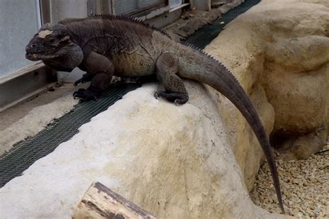 Yes,beardies are better than iguanas because iguanas grow to big and they need a walk in a room.beardies they don't grow to big they are very pets plus have a variety of pets on offer. Rhinoceros Iguana