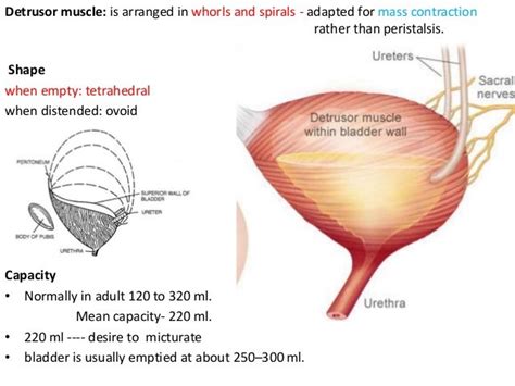 Gross anatomy of urinary system - II