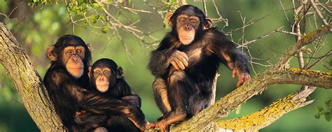 Chimpanzee Endangered Species Animal Planet