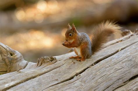 Male Red Squirrel By Grant Auton On 500px Travel Route Route Map Twin