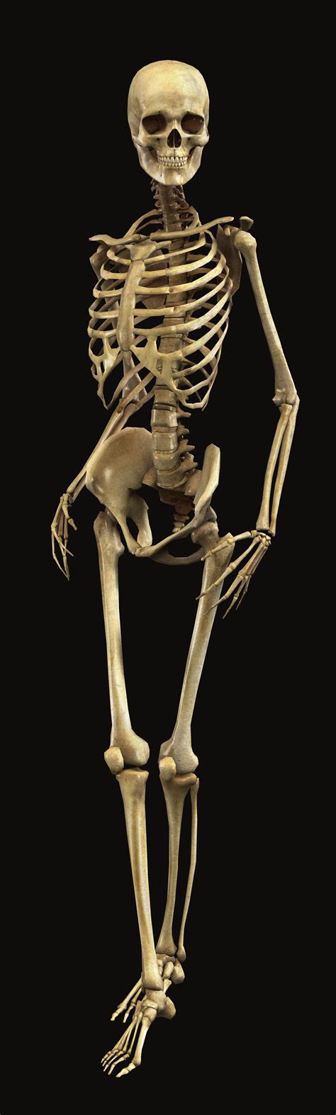 Bryan Brandenburg Official Human Skeleton