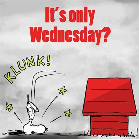 210 Best Wednesday Humor Images On Pinterest Wednesday Humor