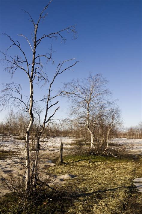 Naked Birch Trees And Blue Sky In The Early Spring Snow In Some Places Stock Photo Image Of