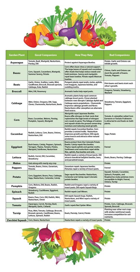 Instead, we provide this standardized fruit tree companion planting chart template with text and formatting as a starting point to help professionalize the way you are working. Vegetable Garden Companion Plants | My Garden Life ...