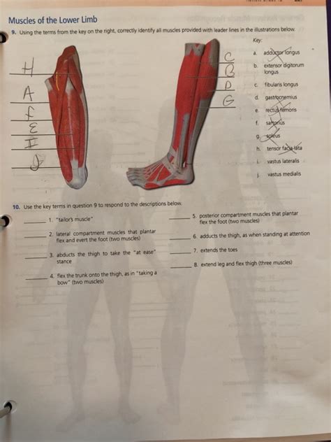 Solved Muscles Of The Lower Limb 9 Using The Terms From The