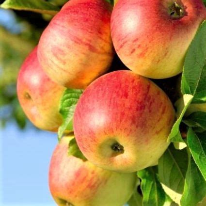 Honeycrisp™ has an upright, spreading tree growth habit, with low vigour, spurry fruit development and high precocity. Honeycrisp Apple Tree | Naturehills.com