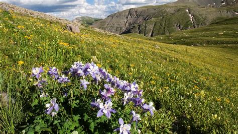 Best Places To See Colorado Wildflowers Bloom