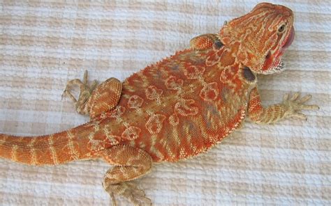 15 Awesome Bearded Dragon Morphs With Pictures Species Guide 2022