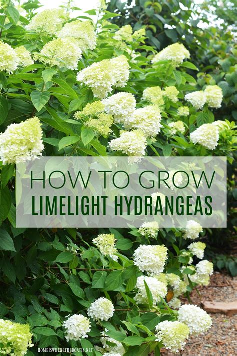 Shallow to poor 3,4 yes deep. Pin on Hometalk: Gardening