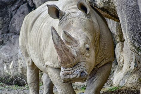 All About The Rhino 6 Facts About Rhinos That You Should Know About
