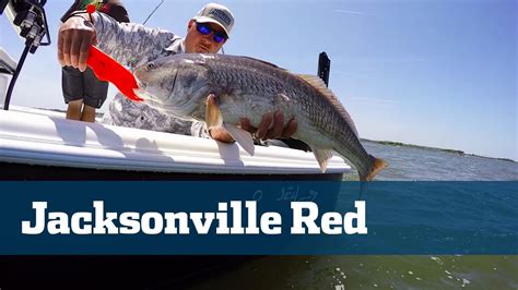 Run ads on drudge report. Bull Redfish Jacksonville Mayport Inlet - Florida Sport ...