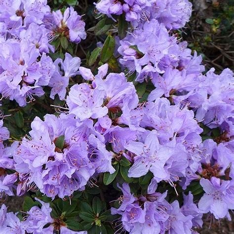 Rhododendron Blue Tit Evergreen Bushy Blue Flowering Dwarf Garden Shrub