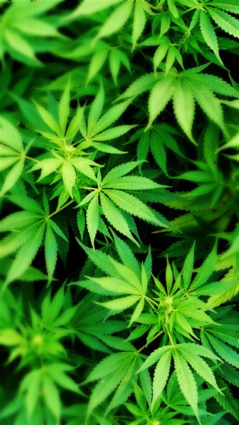 Download and use 30,000+ 4k wallpaper stock photos for free. Stoner Wallpaper iPhone (52+ images)