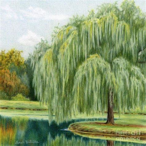 Pin By שרית שדה On עץ הערבה Willow Tree Art Tree Art Tree Painting