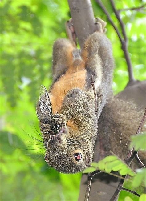 Many people enjoy the light, fresh taste of mint. SQUIRREL LICKING UP NECTAR OF GELAM FLOWERS - Bird Ecology ...