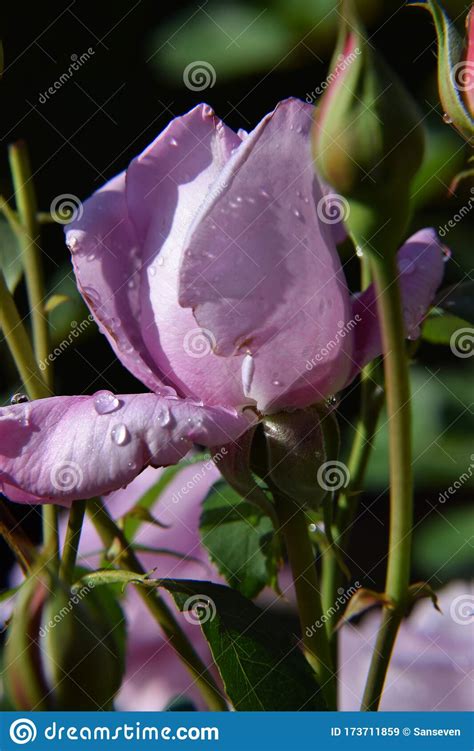Lilac Rose Bud With Water Drops On The Petals Macro Shot Stock Image