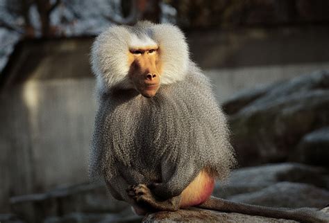 Only the mandrill in modern scientific use, only members of the genus papio are called baboons, but previously the. Baboon in a Dream - Meaning and Explanation - Dream ...