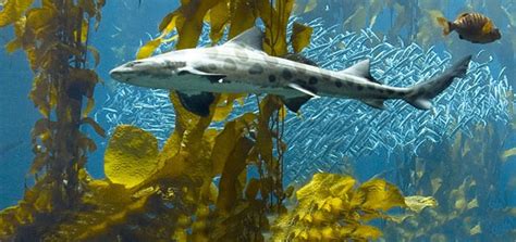 Leopard Sharks Live In Shallow Waters Of Bays And
