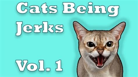 Funny Cats Being Jerks Vol 1 Youtube