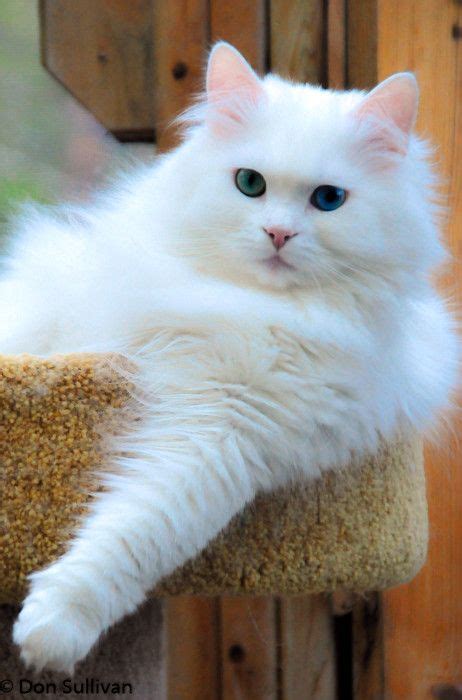 White Siberian Cat Siberian Cat Cats Beautiful Cats