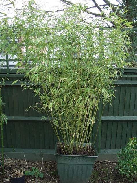 Choose potting soil that drains well to keep the roots of your bamboo plants healthy. Bamboo | Bamboo in pots, Bamboo, Garden maintenance