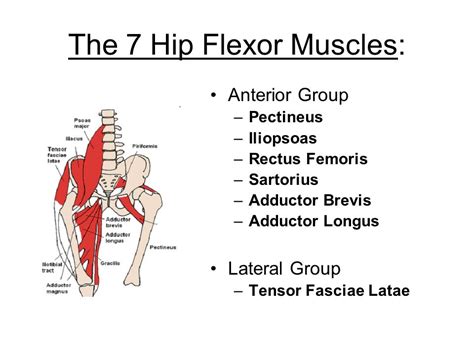 Hip Flexor Group