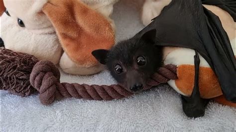 Is There Bat Pup Favouritism ️🦇 ️ Youtube