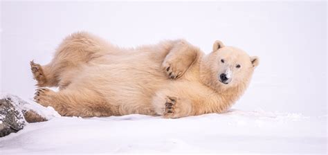 Surprising Polar Bear Facts About The King Of The Arctic