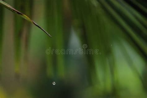 Water Dripping From A Single Green Leaf Of A Coconut Tree Stock Image