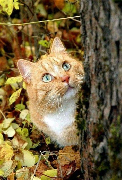 · with mandarin oranges and a slightly sweet dressing, this spinach salad is a refreshing change of pace. Orange cat in the woods #cat #orangecat #feline - In love ...