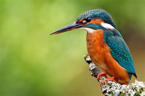 Kingfisher Bird 4k Wallpapers Hd Wallpapers Images