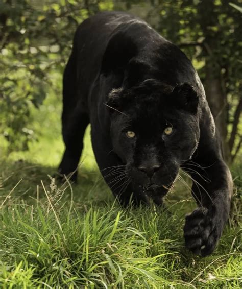 Wildlife Animals & Nature — . Black Jaguar Series. Photography by