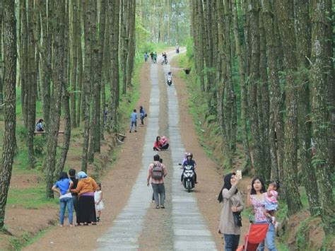 Hutan Pinus Limpakuwus Banyumas 10 Potret Wisata Daya Tarik Wahana
