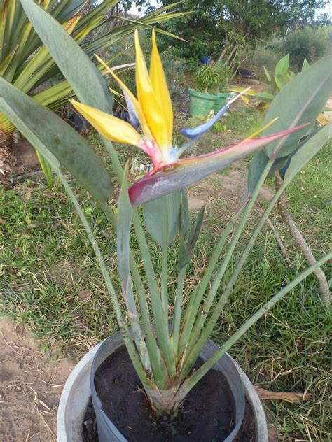 Strelitzia Estrelícia Gold Ave Do Paraiso Muda 4 Anos Planta R 300