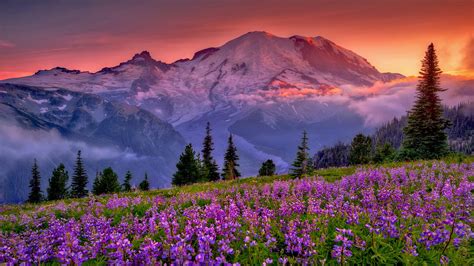Sunset Mountain Flowers Rainier National Park Washington