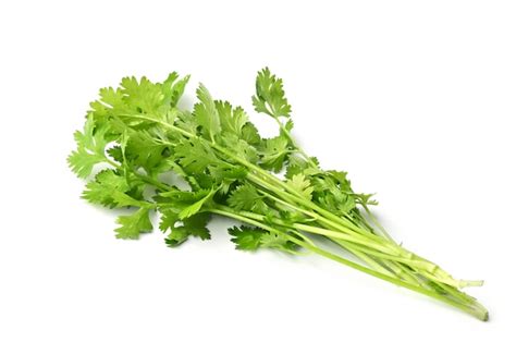 Premium Photo Fresh Bunch Of Coriander Leaves Isolated On White Surface