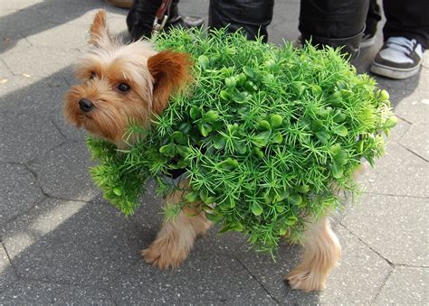 These pet halloween costumes for dogs and cats are absolutely adorable. Fun Pet Halloween Costumes - Scottsdale Pet Hotel - Pet ...