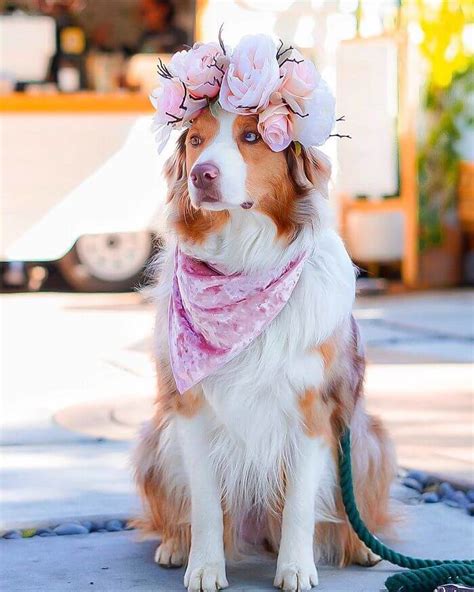 Artist Makes Flower Crowns For Animals And They Look Majestic