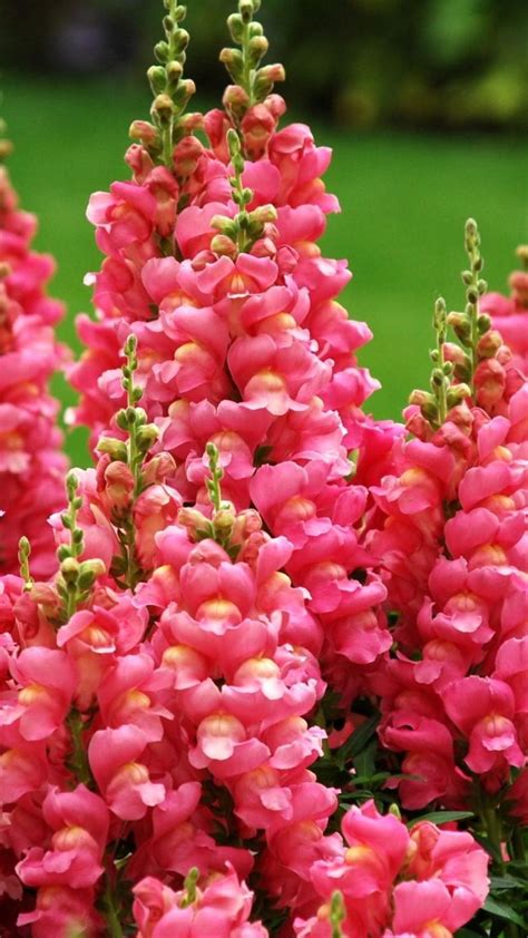 We did not find results for: As 25 melhores ideias de Snapdragon flowers no Pinterest ...