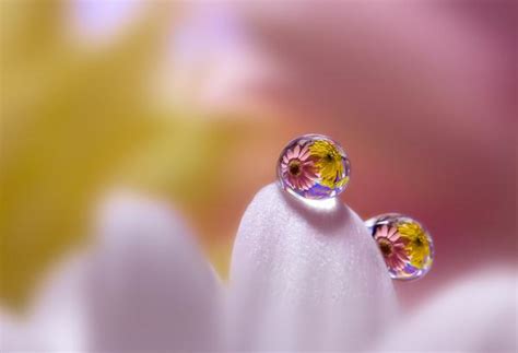 macro photography by miki asai art and design