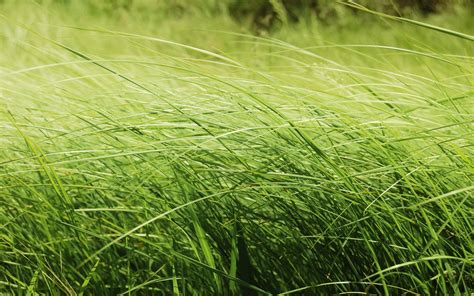Free photo: Green Tall Grass - Close-up, Color, Field - Free Download ...