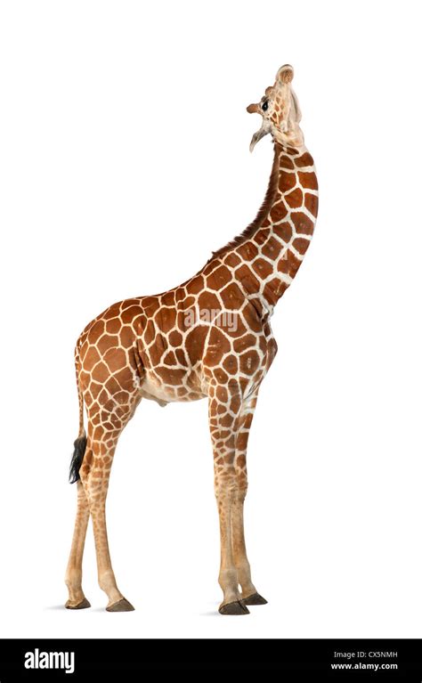 Somali Giraffe Often Known As Reticulated Giraffe Giraffa