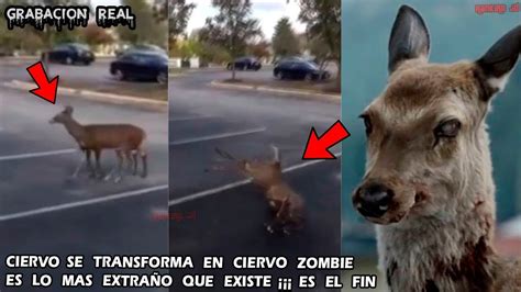 Ciervo Se Transforma En Ciervo Zombie Grabacion Real Miralo Ahora Youtube