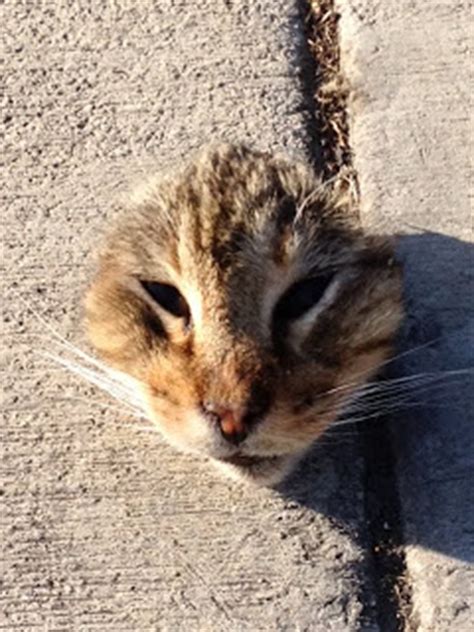 Is a coyotes diet different in urban areas? pakajunk: LONG BEACH COYOTES VS CATS