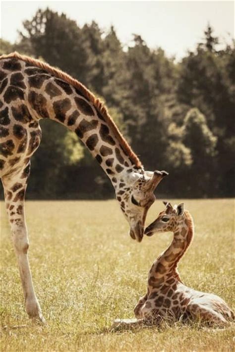 Baby And Mom Giraffe Pictures Photos And Images For Facebook Tumblr