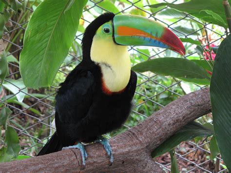 Filekeel Billed Toucan Costa Rica Wikimedia Commons