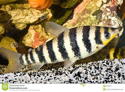 Yellow Black Striped Fish In An Aquarium Stock Image