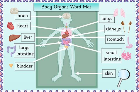 Human Body Organ Diagram Printable Human Body Organs Body Organs