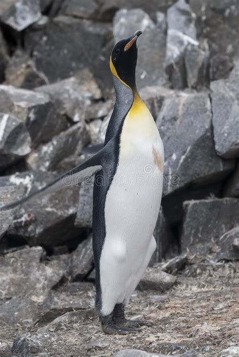Emperor Penguinaptenodytes Forsteri Stock Photo Image Of Animal