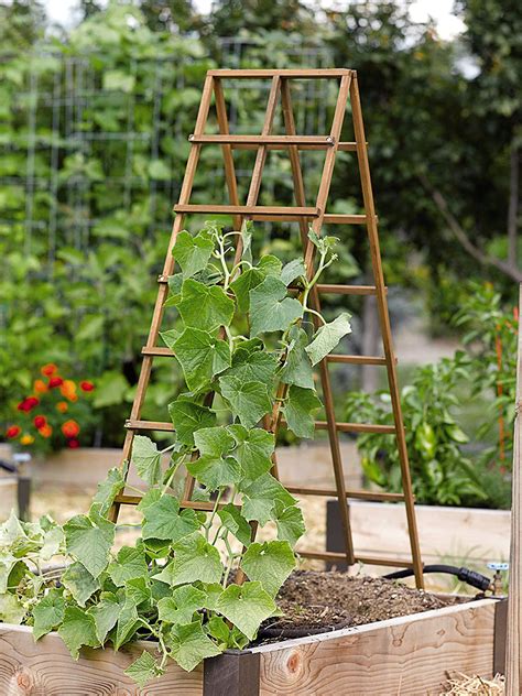 Trellising Tips Instruction And Advice In Home Grown At Farmers Market